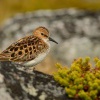 Jespak maly - Calidris minuta - Little Stint 5201
